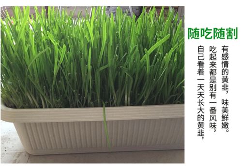 阳台韭菜种植的3个 小技巧 , 吃不完 的韭菜