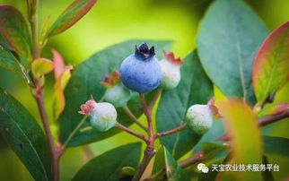 不同区域蓝莓种植要点详解