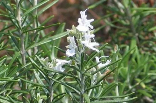 家里养盆香草植物作用大,迷迭香盆栽养护小技巧