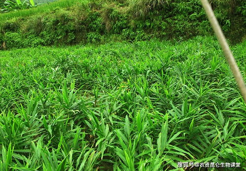 大姜烂根病用什么好 大姜土传病用什么肥料比较好 大姜防病用什么肥