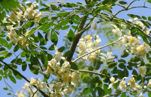 细叶白色串花果实像秋葵长30cm左右,这植物有害吗 