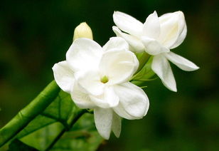 春季这样养殖茉莉花,让它枝繁叶茂,开更多的花