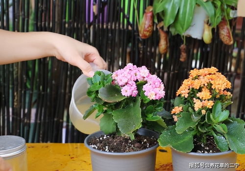 长寿花有 4喜3怕 ,避开小坑,快速开花一大片,太省心了