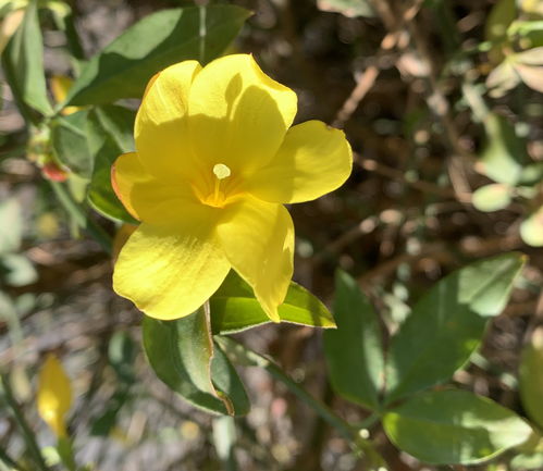 先开花再长叶的花