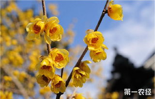 盆栽腊梅开花少怎么办 腊梅不开花的解决办法