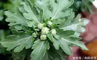 冬季开花植物的秋后修剪,避免养分的消耗,修剪更加美观株型 