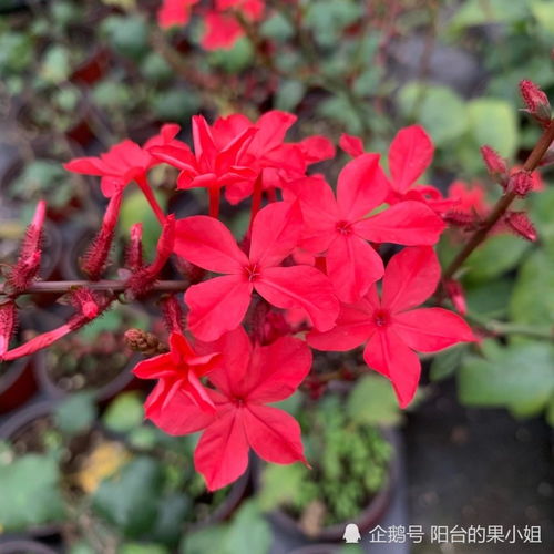 你知道吗 蓝雪花的姐妹红雪花竟然是冬天开花的