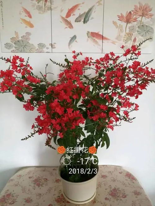 此款盆栽花卉,花色红红火火,花期超半年,种植容易,室内也能种