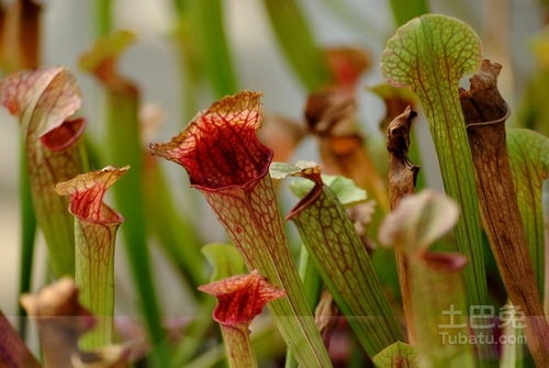 瓶子草怎么养 食虫植物之皇的培养秘籍 ...